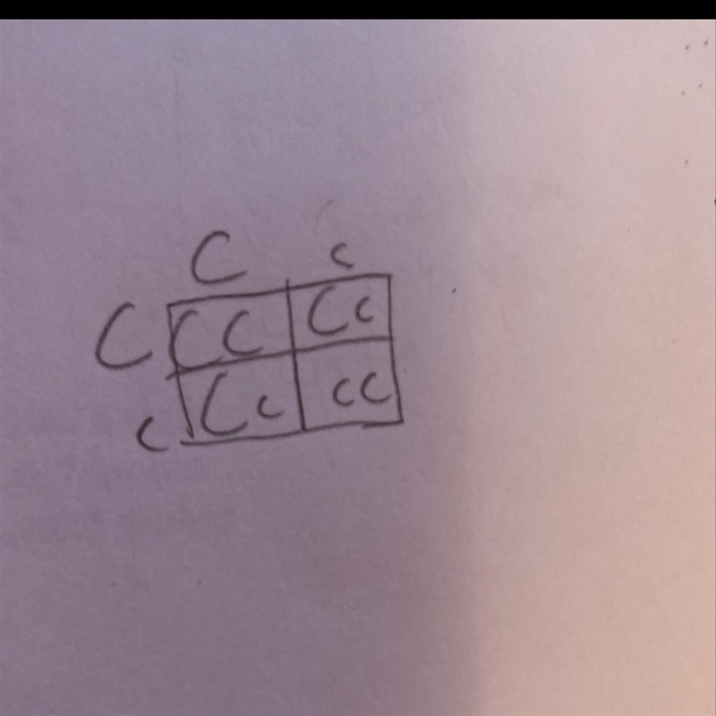 The cleft chin trait follows a dominant-recessive inheritance pattern with cleft chin-example-1