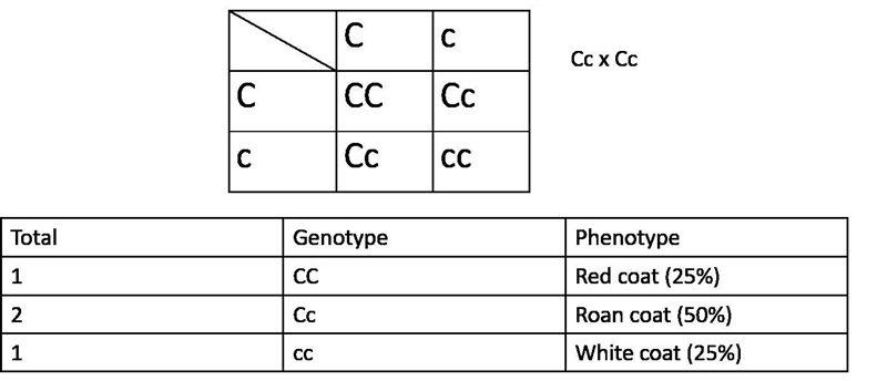 When roan cattle are mated, 25% of the offspring are red, 50% are roan, and 25% are-example-1