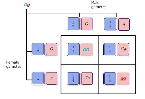 Punnett squares are convenient ways to represent the types and frequencies of gametes-example-1