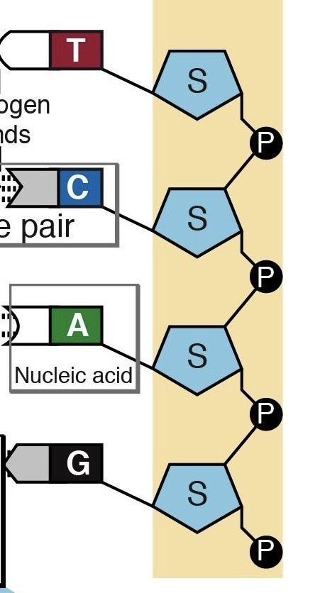 50 POINTS!!!!!!!!!!!!!!!!!!!!!!!!!!!!!!!!!!!!!!!!!!!!!!! Draw an mRNA strand thats-example-3