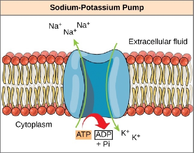 In nerve cells the sodium-potassium pump is used to generate gradients of both sodium-example-1