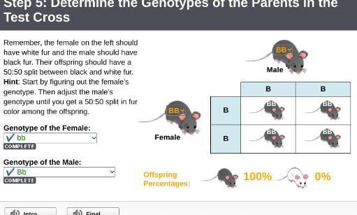 In rabbits, long hair and black fur are produced by the dominant alleles L and B, which-example-1