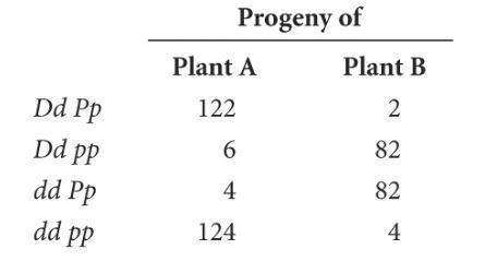 In tomatoes, tall (D) is dominant over dwarf (d), and smooth fruit (P) is dominant-example-1