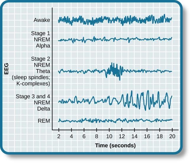 As a part of a research, Natasha initially had difficulty falling asleep in the sleep-example-1