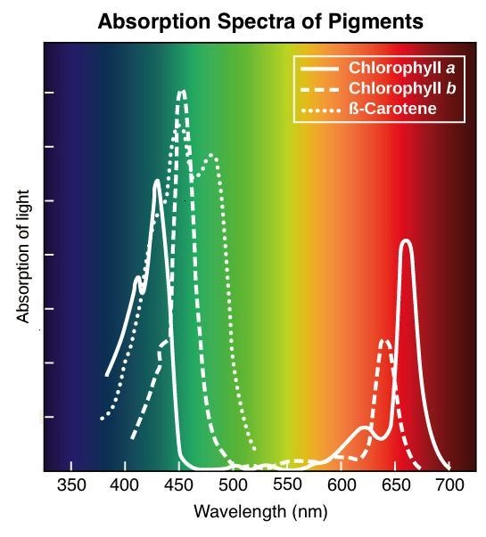 Which wavelengths of light drive the highest rates of photosynthesis? Select the two-example-1