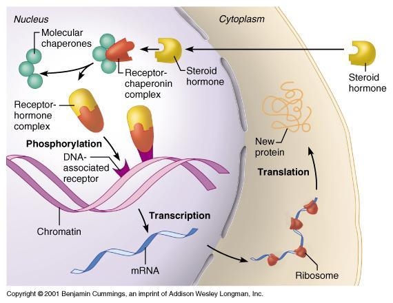 Cortisol is a steroid hormone that can pass through the plasma membrane. Complete-example-1