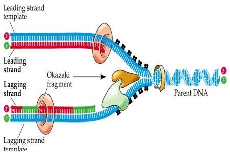 Here is a sketch of an incomplete replication fork, as might be seen in E. coli. At-example-1