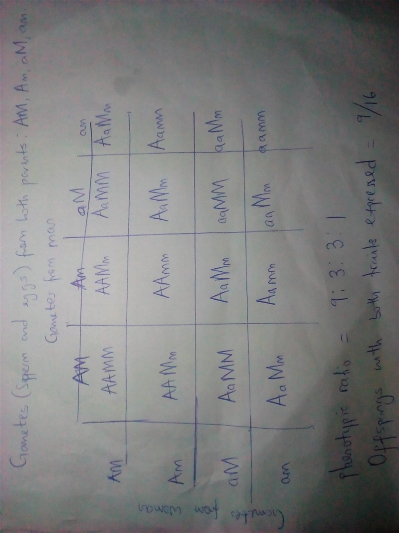 In humans, aniridia, a type of blindness, is due to a dominant allele A. Migraine-example-1