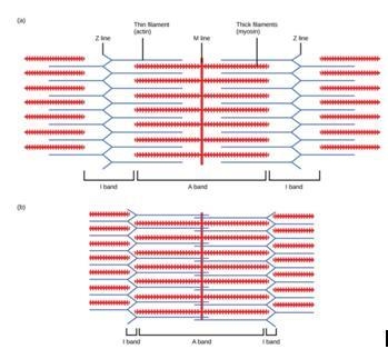 The sliding filament model is our best explanation of how a skeletal muscle shortens-example-1