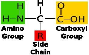 Identify the elemental makeup of proteins. Carbon, Hydrogen, and Oxygen Carbon, Hydrogen-example-1