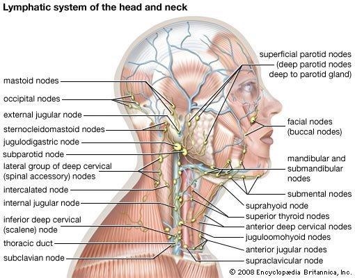 Lymph is_______________. a.returned to the circulatory system at the subclavian vein-example-1