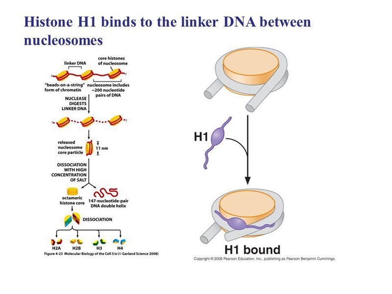 A single histone H1 binds to which of the following? A single histone H1 binds to-example-1