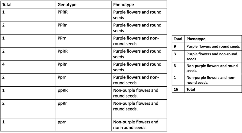 In a cross of two F1-hybrid plants with purple flowers and round seeds (PpRr), what-example-2