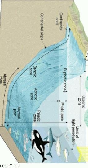 Which area of the ocean contains the most biological diversity and the majority of-example-1