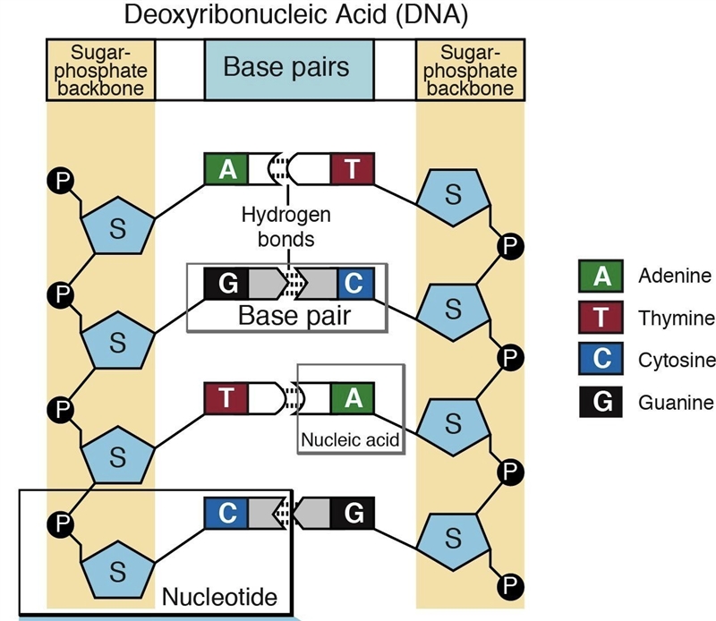 50 POINTS!!!!!!!!!!!!!!!!!!!!!!!!!!!!!!!!!!!!!!!!!!!!!!! Draw an mRNA strand thats-example-5