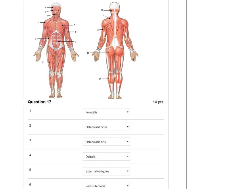 Question 9 1 pts Since skeletal muscle movements are controlled by nerve impulses-example-2