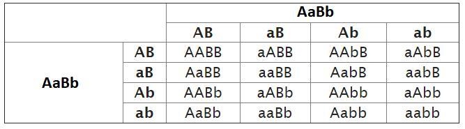 With independent assortment, the ratio of genotypes in the F2 generation of a cross-example-1