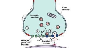 Some people have low levels of calcium circulating in the blood, a condition known-example-1