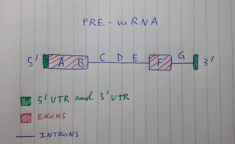 25 points Suppose the DNA of a gene contains seven motifs, A through G, in alphabetical-example-1