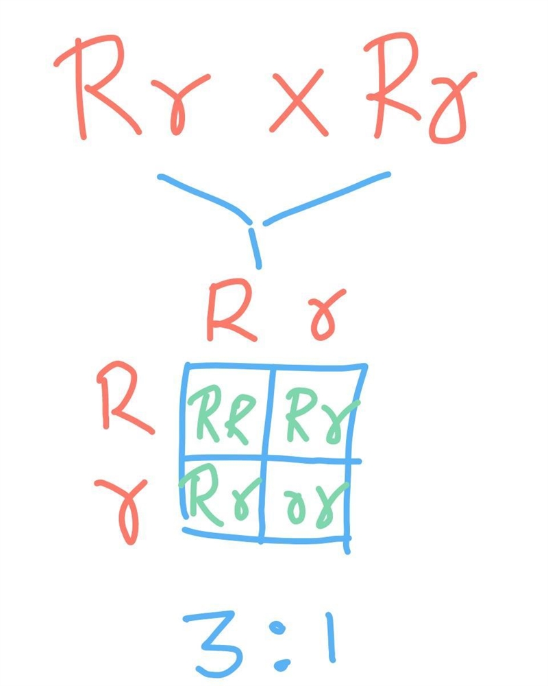 Red x red (both heterozygous) ____________ (all white; 2 red, 2 white; 3 red, 1 white-example-1