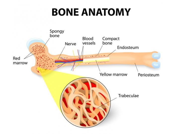 A nursing faculty member is explaining the function of red bone marrow to students-example-1