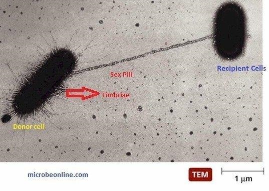 Are surface appendages that allow a bacterium to stick to a surface.-example-1