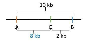 A section of a genome is cut with three enzymes: A, B, and C. Cutting with A and B-example-1