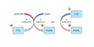 Net redox reaction in acetyl CoA formation and the citric acid cycle. In the sequential-example-1