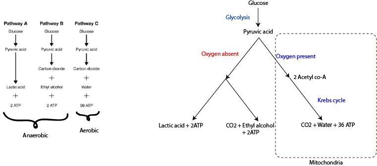 Given the inefficiency of two of the pathways shown in figure 9-4, what advantage-example-1