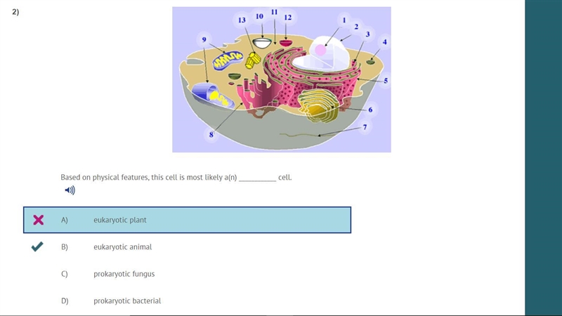 Based on physical features, this cell is most likely a(n) ____________ cell. A) eukaryotic-example-1