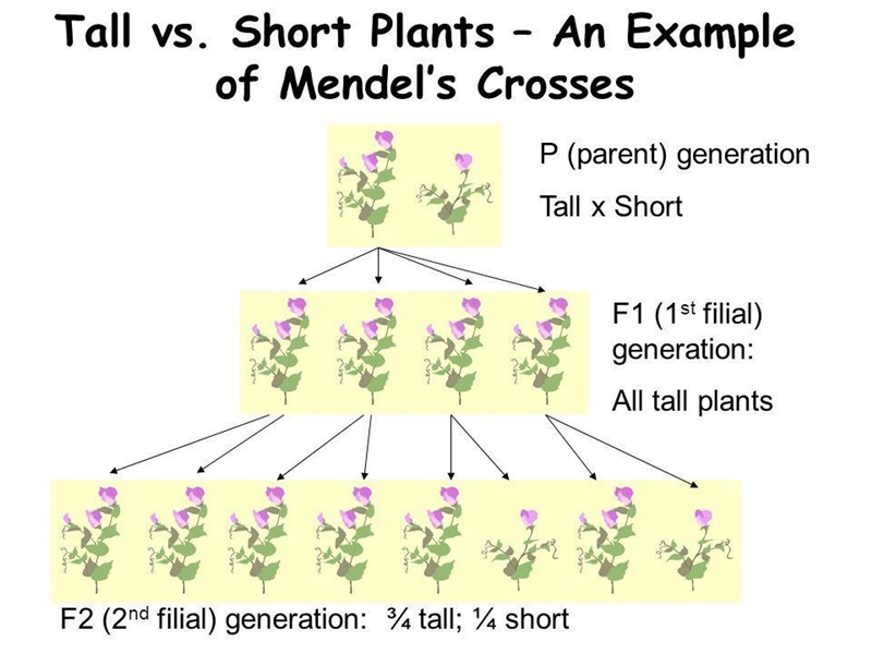 After observing the F2 generation, what conclusion did Mendel come to? The recessive-example-1