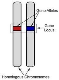 Which statement describes the relationship between a gene and an allele? A. Many genes-example-1