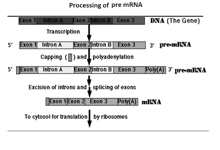 Sketch the sequence in which pre-mrna is "edited" after it is made on the-example-1