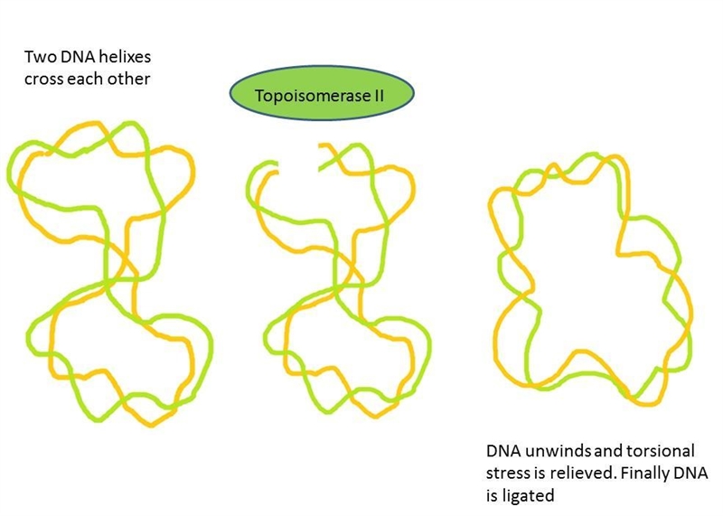 The DNA duplex consists of two long covalent polymers wrapped around each other many-example-2