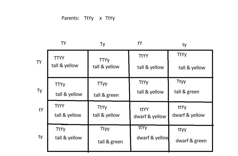 Consider the genes for pea color (the "Y" gene) and pea height (the &quot-example-1