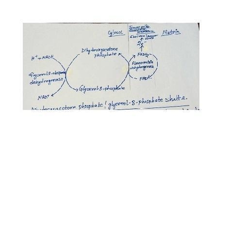 Organize the steps of the dihydroxyacetone phosphate/glycerol-3-phosphate shuttle-example-1