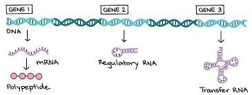 Indicate at which step of the replication-transcription-translation process each type-example-1