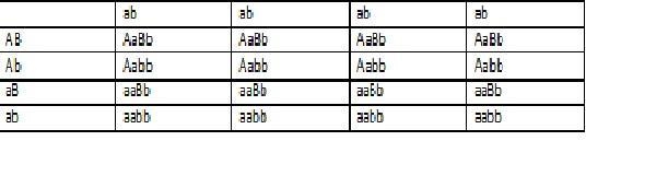 What phenotypic ratio would you expect as a result of a test cross between a dihybrid-example-1