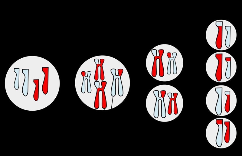 The process of chromosome reduction occurs during: fertilization simple cell division-example-1