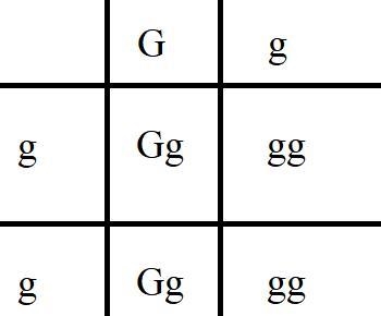 1. In goldfish, golden scales is a dominant trait. Use G to represent the dominant-example-1