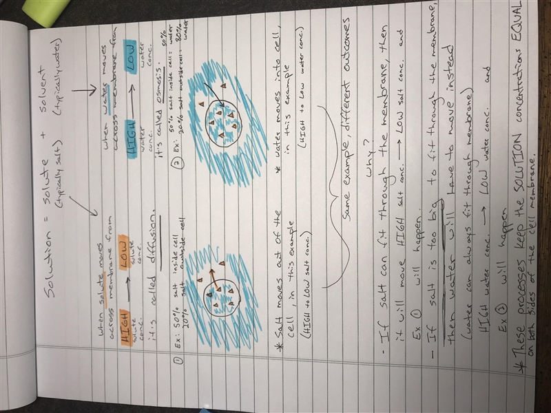 How do cells maintain water balance through osmosis? URGENT!! SOMEONE PLS ANSWER-example-1