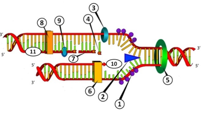 1. above represents which enzyme, responsible for breaking the hydrogen bonds between-example-1