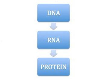 Central Dogma is represented by the schematic above. Name the two stages involved-example-1