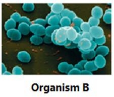 I needdddddddd helpppp please The bacterium Streptococcus causes strep throat and-example-2