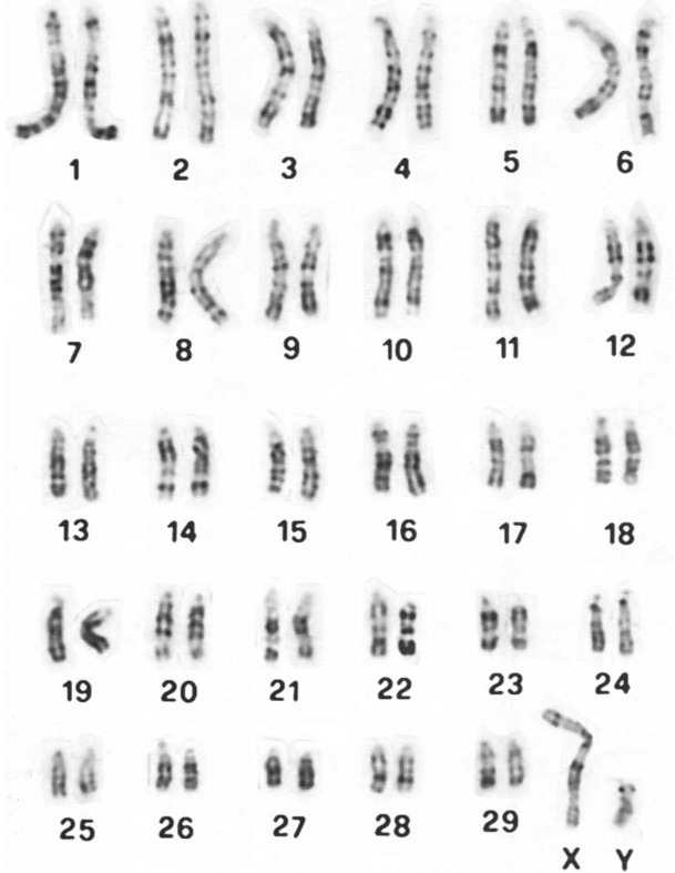 What do scientists use this tool for? A) To compare the DNA of two individuals B) To-example-1