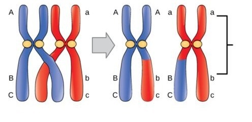 What process is shown in the diagram below? 1Points A drawing showing chromatids. Each-example-1