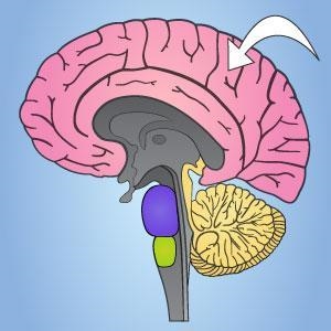 Which part of the brain is indicated by the arrow below? a) Cerebrum b) Cerebellum-example-1