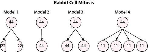 Erica wants to demonstrate the process of mitosis in a rabbit cell. She creates the-example-1