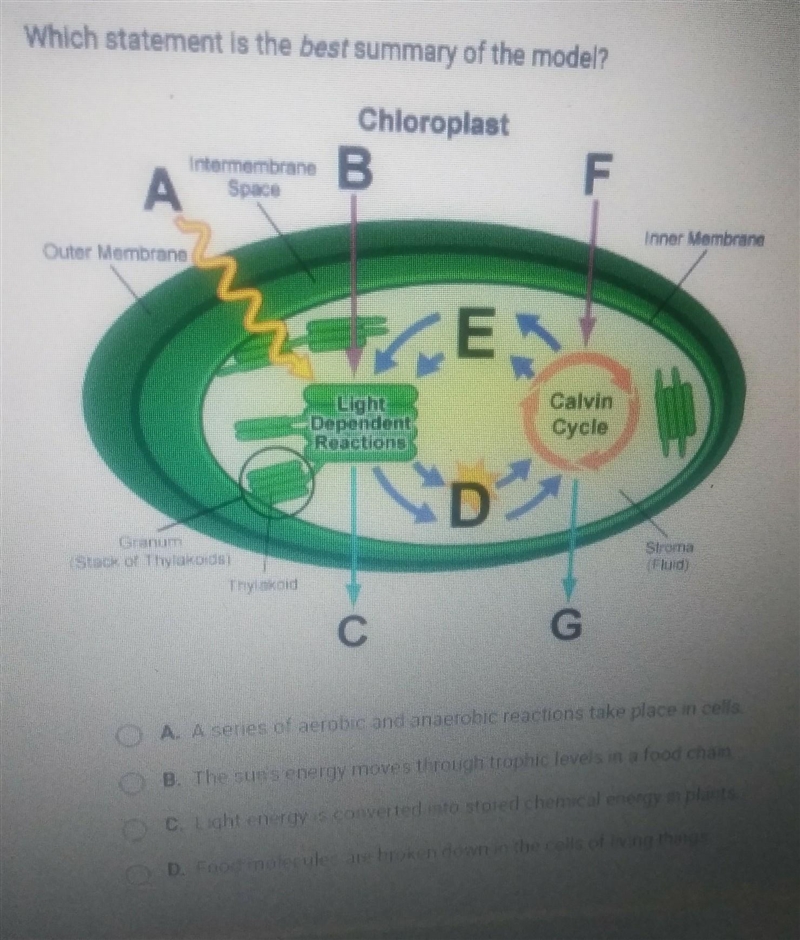 Which statement is the best summary of the model? A-a series of aerobic and anaerobic-example-1