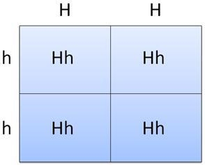 The Punnett square predicts the ratio of genotypes in the offspring, based on the-example-1